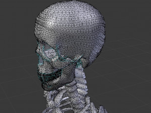 human skeleton 3D मॉडल