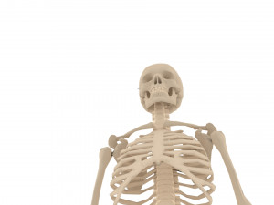 human skeleton 3D मॉडल