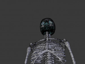 human skeleton 3D मॉडल
