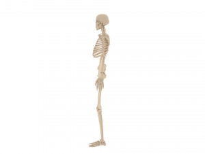 human skeleton 3D मॉडल