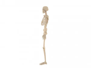 human skeleton 3D Model