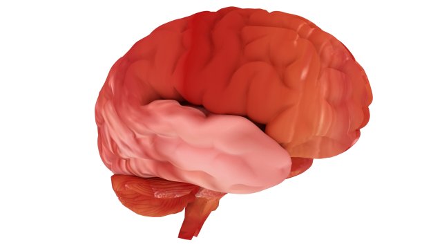 human brain 3D Model .c4d .max .obj .3ds .fbx .stl .blend 