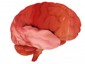 human brain 3D Model