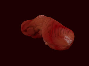 human brain 3D Model