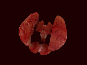 human brain 3D Model