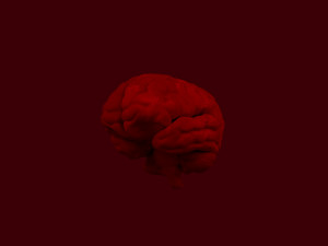 human brain 3D Model