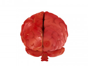 human brain 3D Model