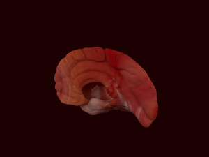 human brain 3D Model