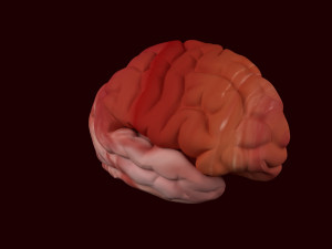 human brain 3D Model