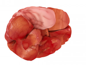 human brain 3D Model