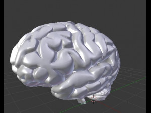 human brain 3D Model