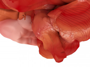human brain 3D Model