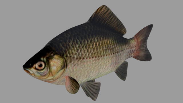 fish crucian Model 3D .c4d .max .obj .3ds .fbx .stl .blend 