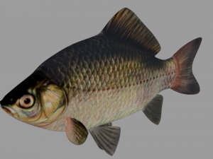 fish crucian Model 3D
