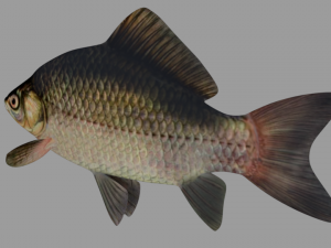 fish crucian Model 3D