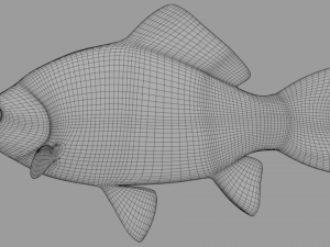 fish crucian Model 3D