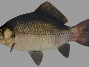 fish crucian Model 3D