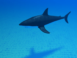 shark 3D मॉडल