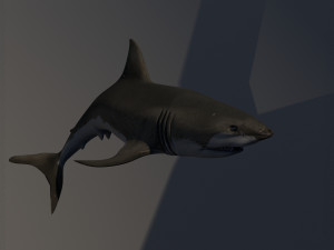 shark 3D मॉडल