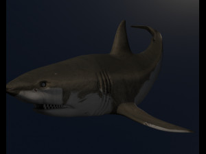 shark Model 3D