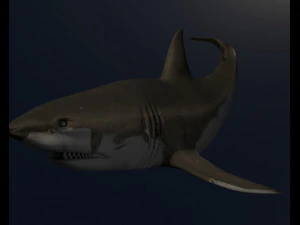 サメ 3Dモデル