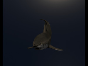 shark Model 3D