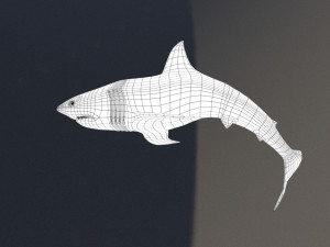 shark Model 3D