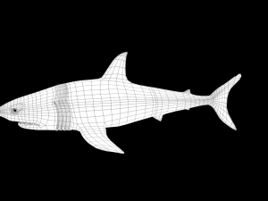 サメ 3Dモデル