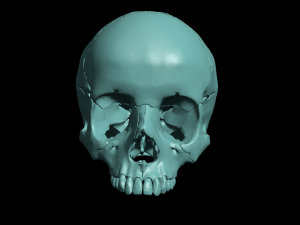 skull segmented Modelo de impresión 3D
