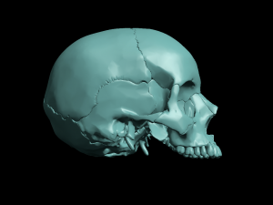 skull segmented Modelo de impresión 3D