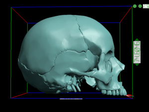 skull segmented Modelo de impresión 3D