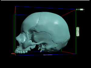 skull segmented Modelo de impresión 3D