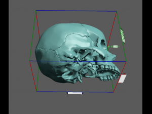 skull segmented Modelo de impresión 3D