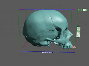 खोपड़ी खंडित 3D प्रिंट मॉडल