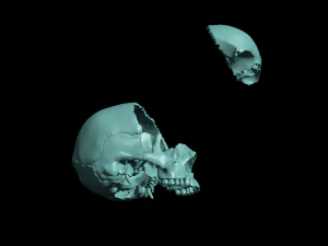 खोपड़ी खंडित 3D प्रिंट मॉडल