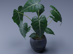 alocasia 3d pot plant Modelo 3D