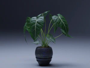 planta de vaso 3d de alocasia Modelo 3D