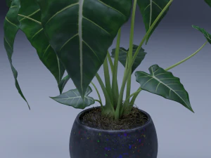 planta de vaso 3d de alocasia Modelo 3D
