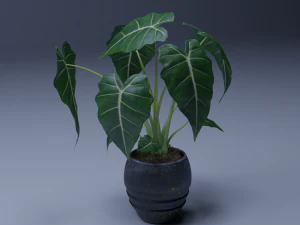 planta de vaso 3d de alocasia Modelo 3D