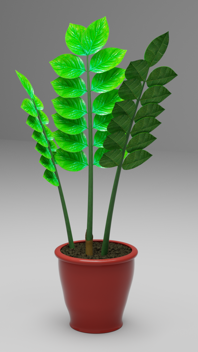 zamioculcas flowerpot dollar tree Model 3D .c4d .max .obj .3ds .fbx .stl .blend 