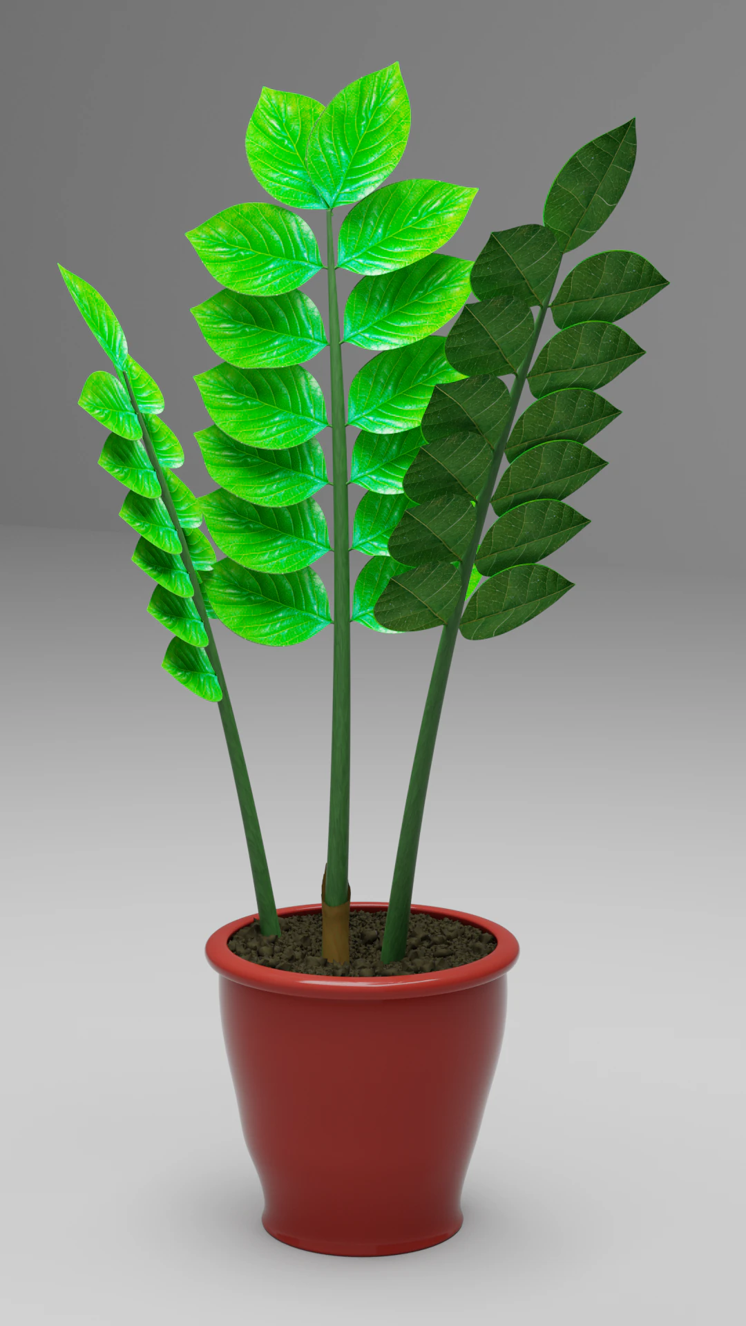 zamioculcas vaso de flores &aacute;rvore do d&oacute;lar Modelo 3D .c4d .max .obj .3ds .fbx .stl .blend 