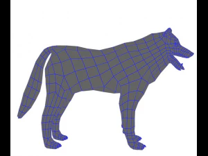 wolf 3D Model