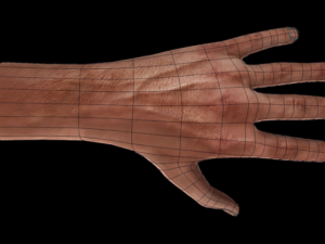 rigged hands 3D-Modell