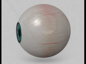 eyeball 3d Model 3D
