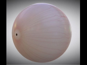 eyeball 3d Model 3D