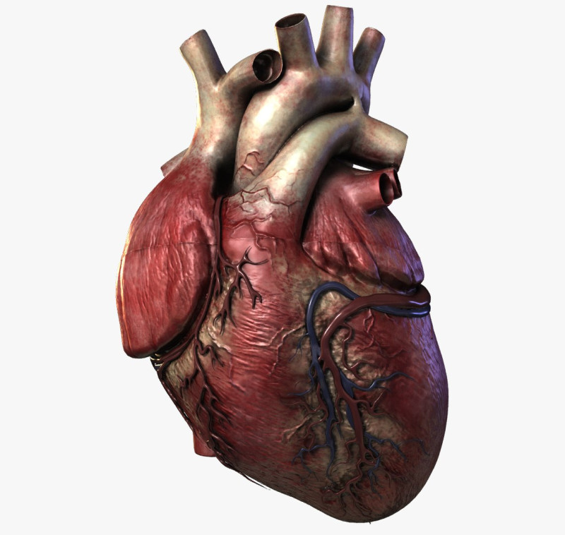 人心 3D 模型 .c4d .max .obj .3ds .fbx .stl .blend