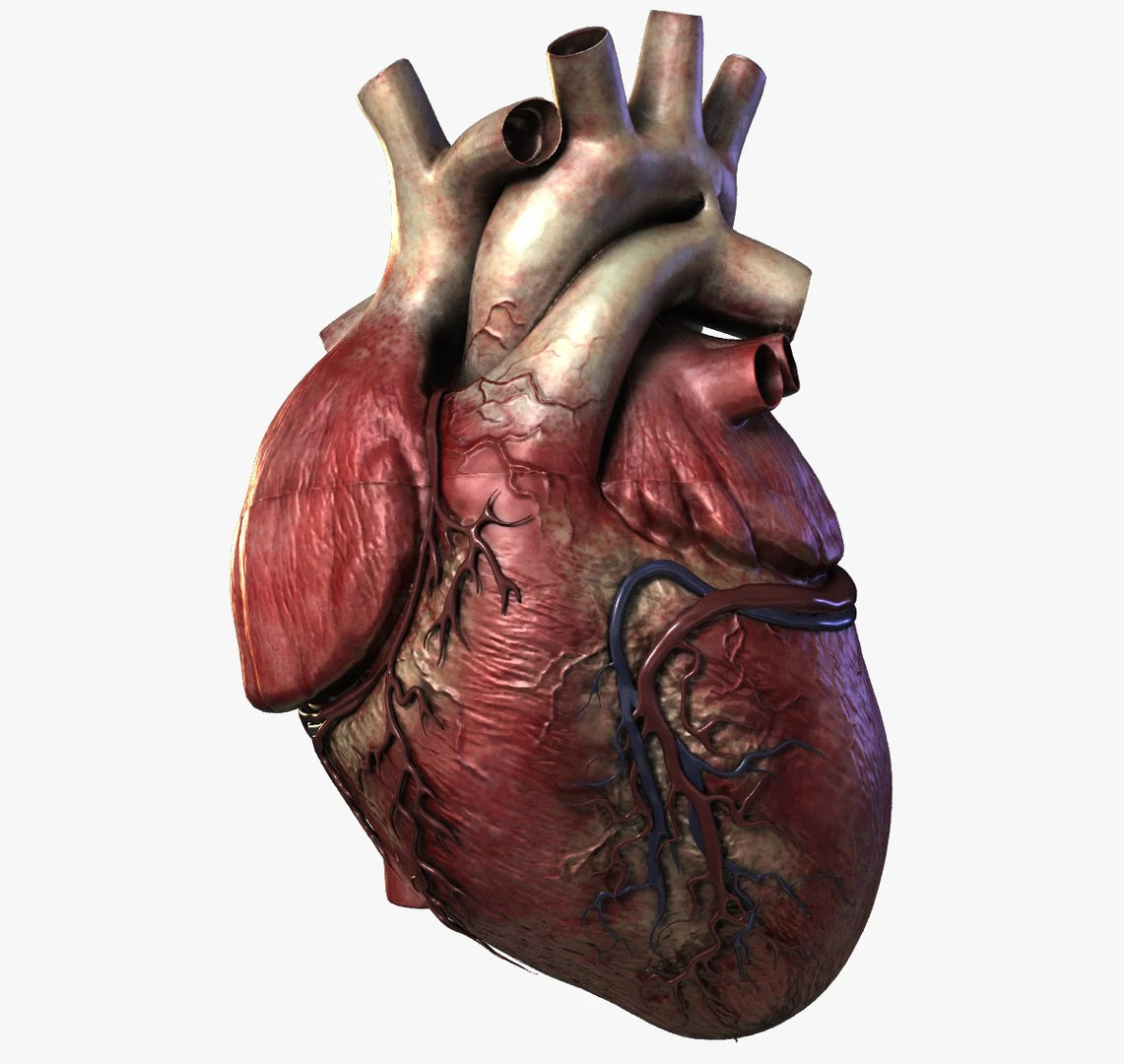 Human Heart 3D Model .c4d .max .obj .3ds .fbx .stl .blend