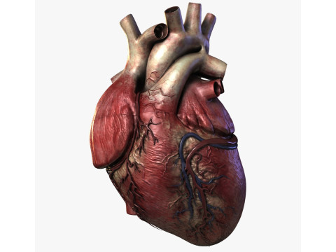 Human Heart 3D Модель