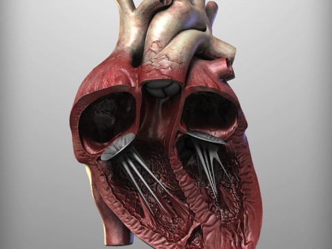 人心 3D 模型
