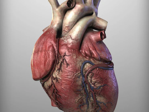 Human Heart 3D Model